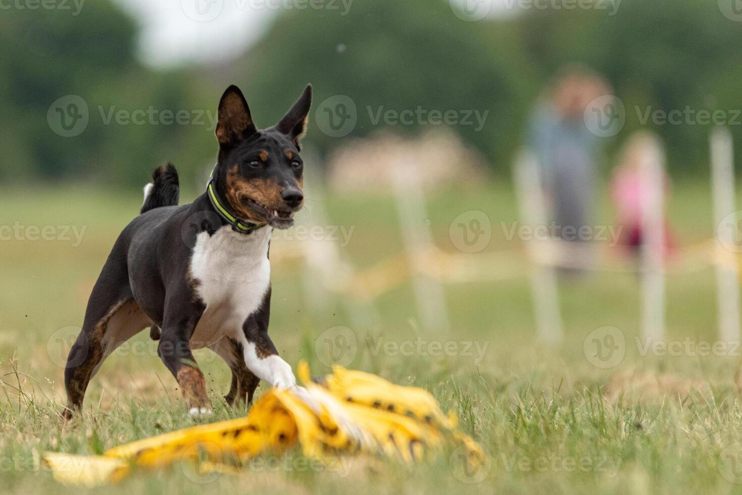basenji dog lure coursing at the finish photo