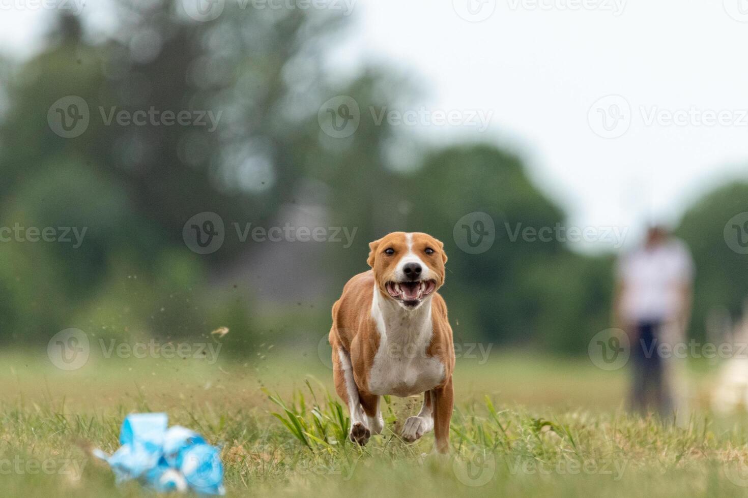 Basenji puppy first time running on the field photo