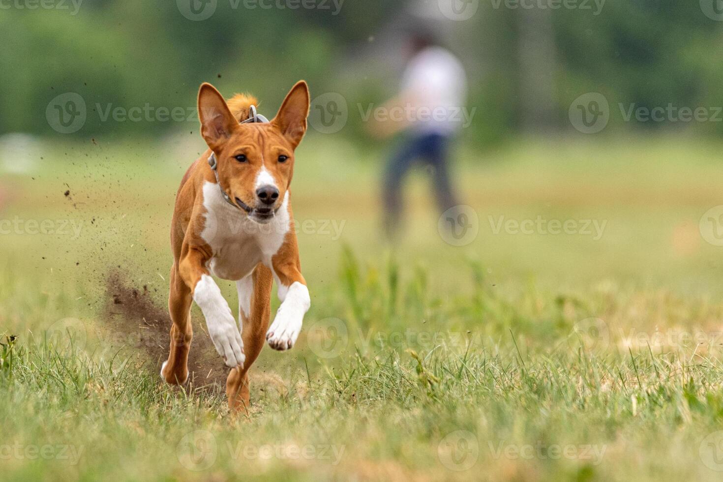 Basenji dog running across the field photo