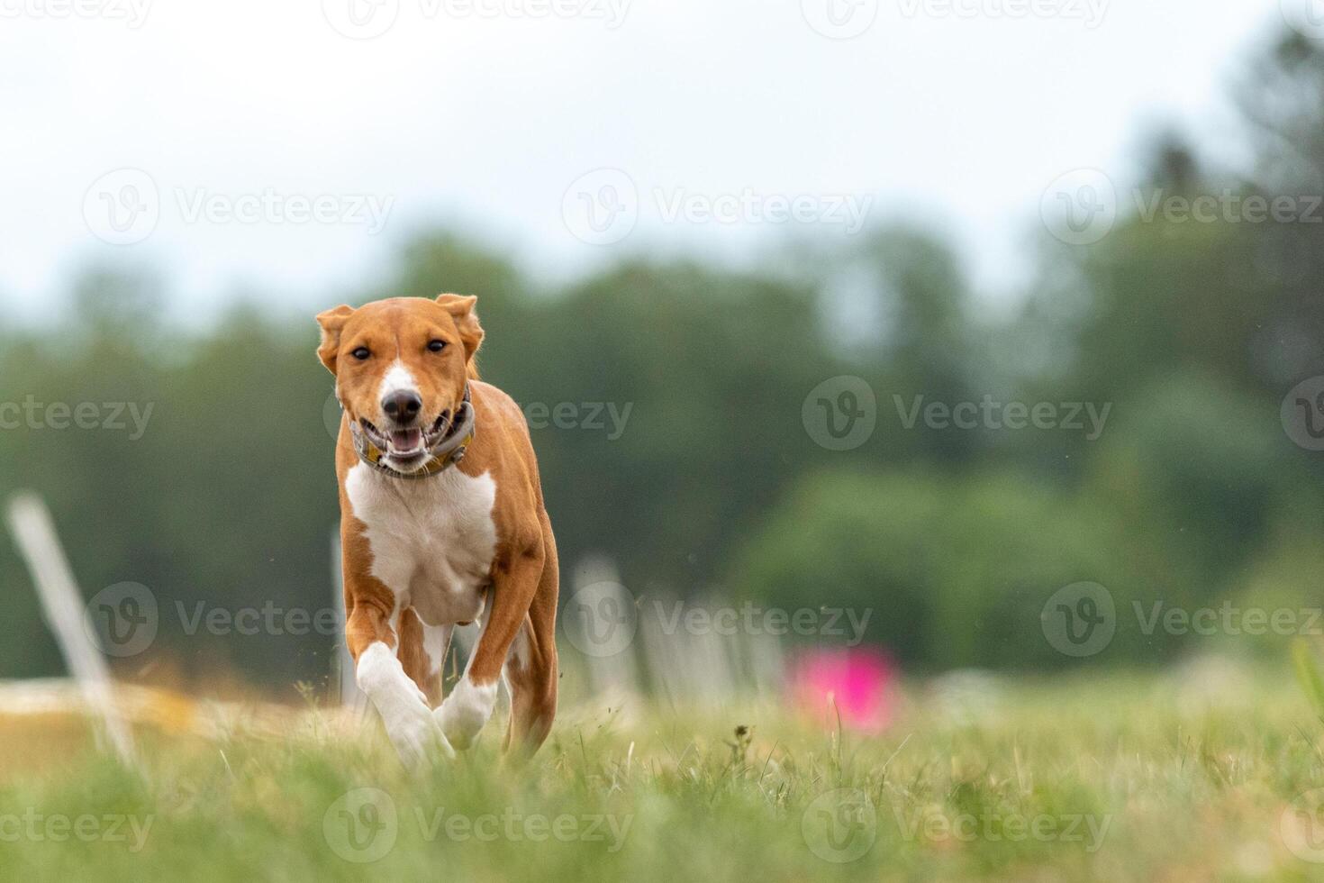 Basenji running qualification for lure coursing photo