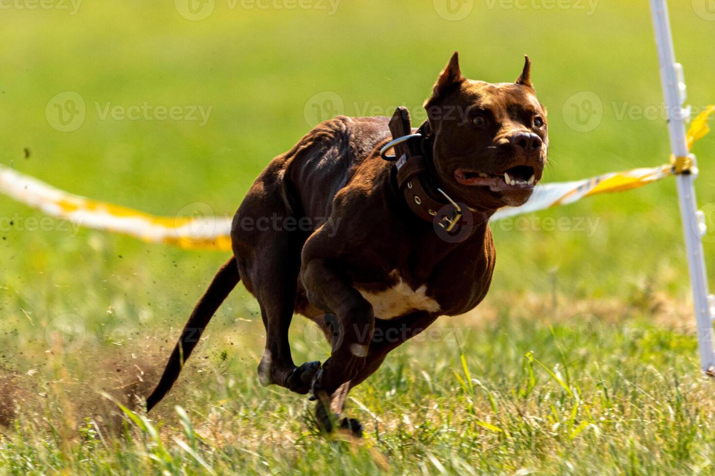 Pit Bull Terrier running and chasing the lure photo