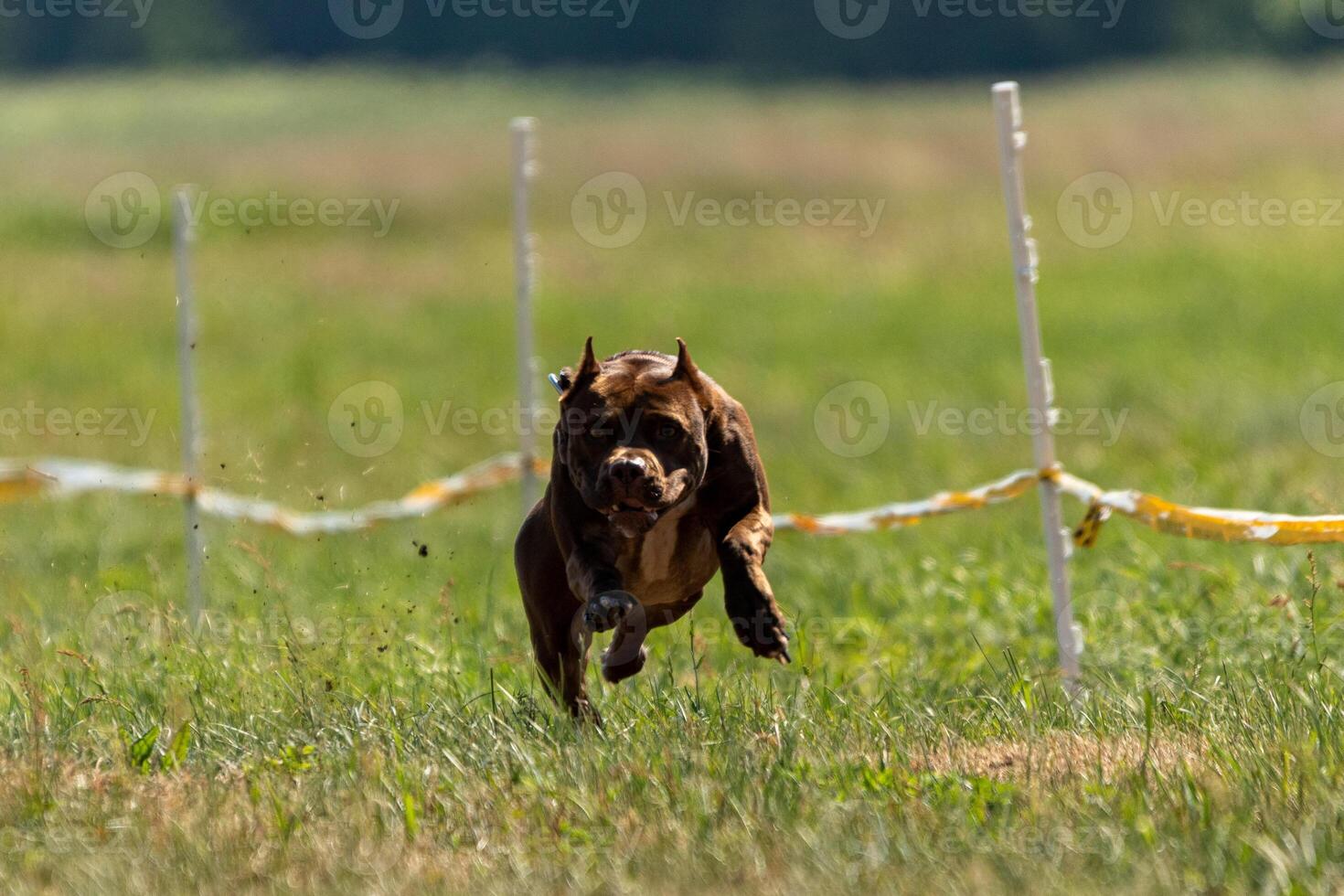Pit Bull Terrier running and chasing the lure photo