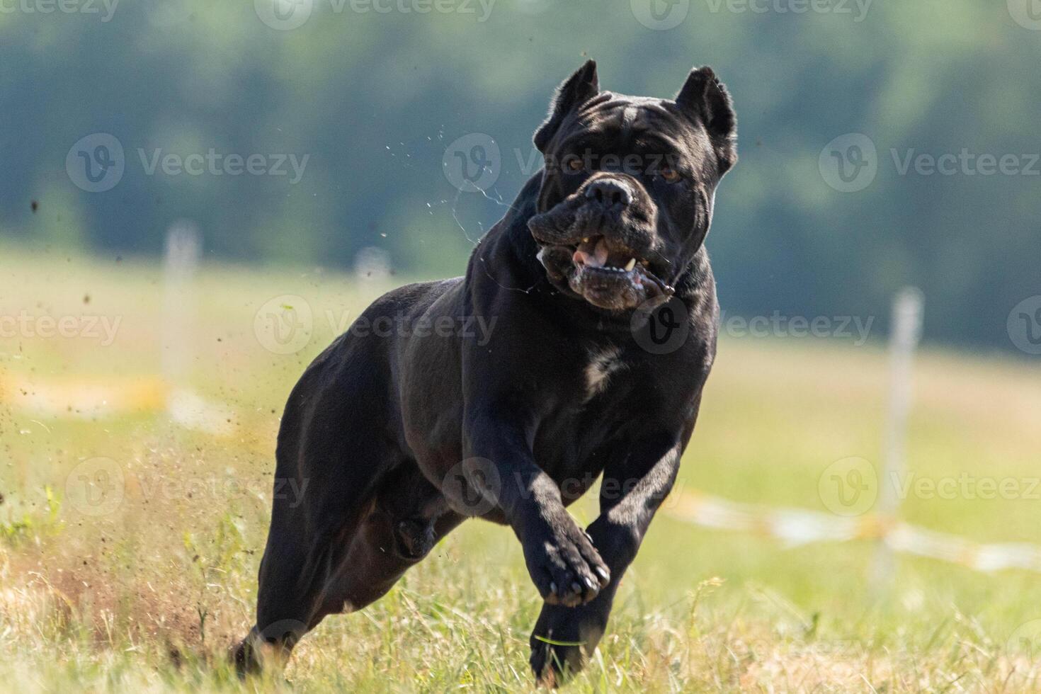Cane Corso running across the field photo