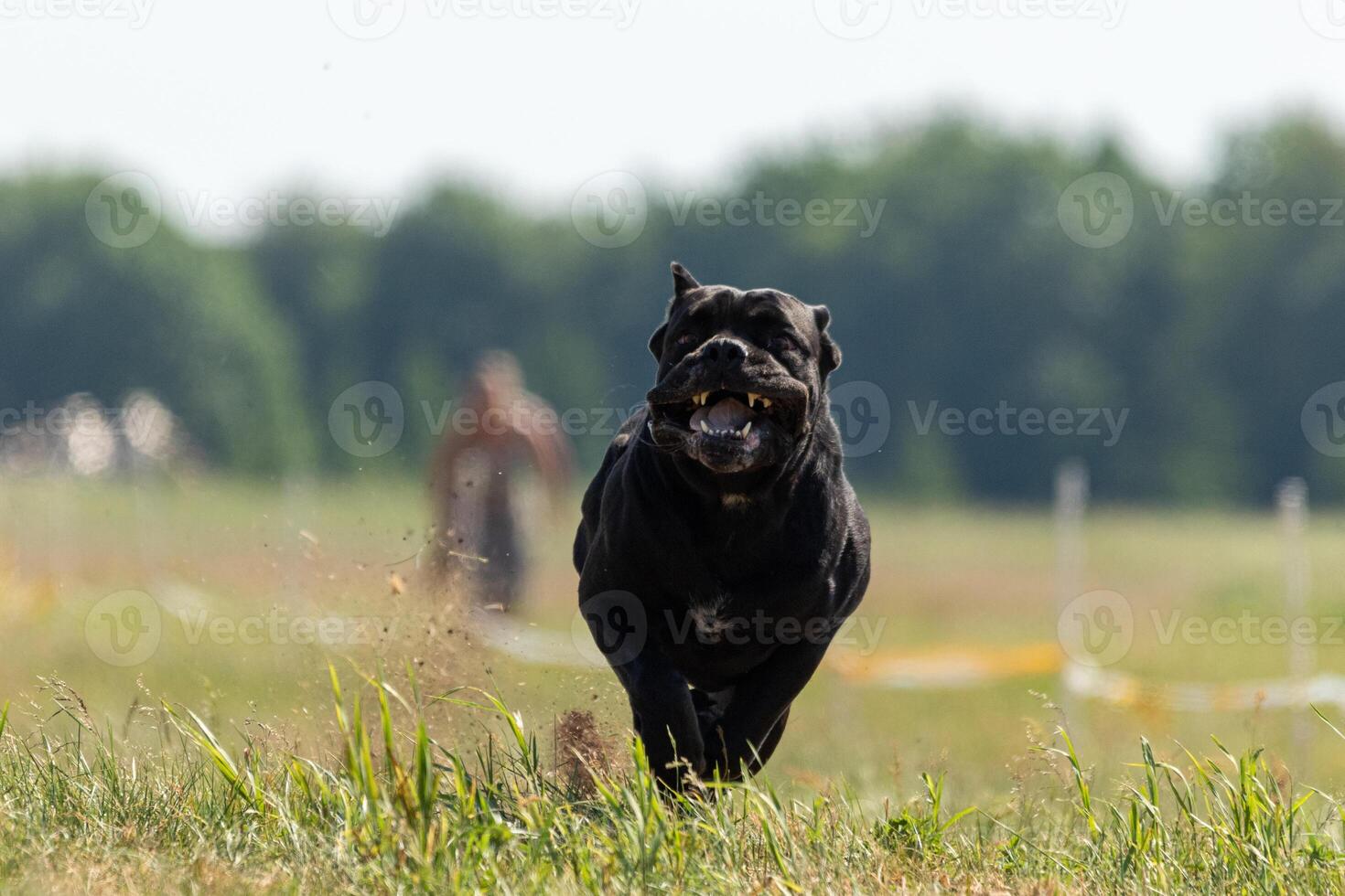Cane Corso running across the field photo