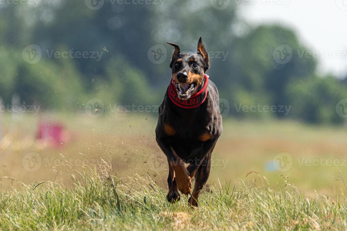 Dobermann running straight on the field photo