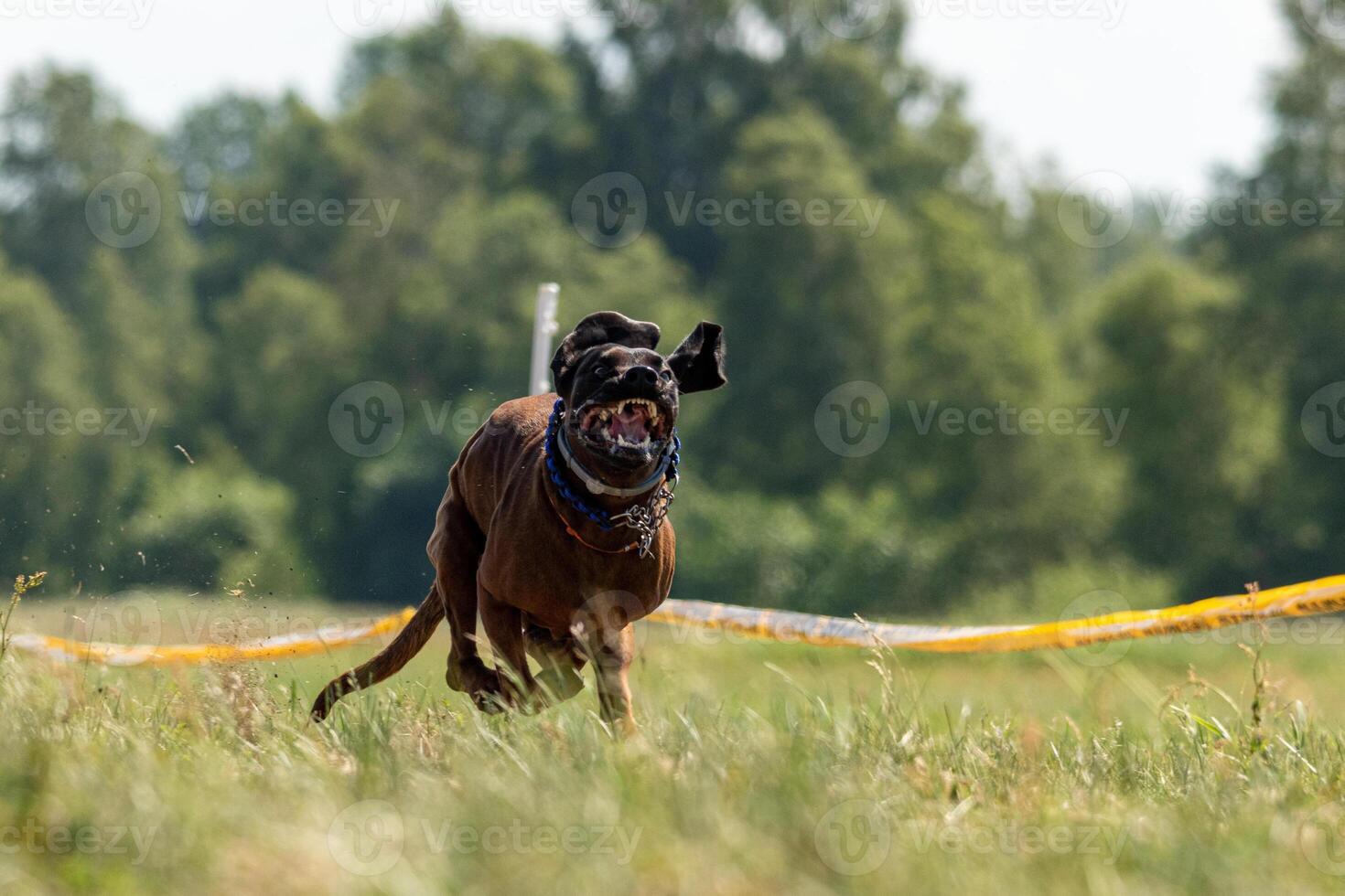 Cane Corso running across the field photo