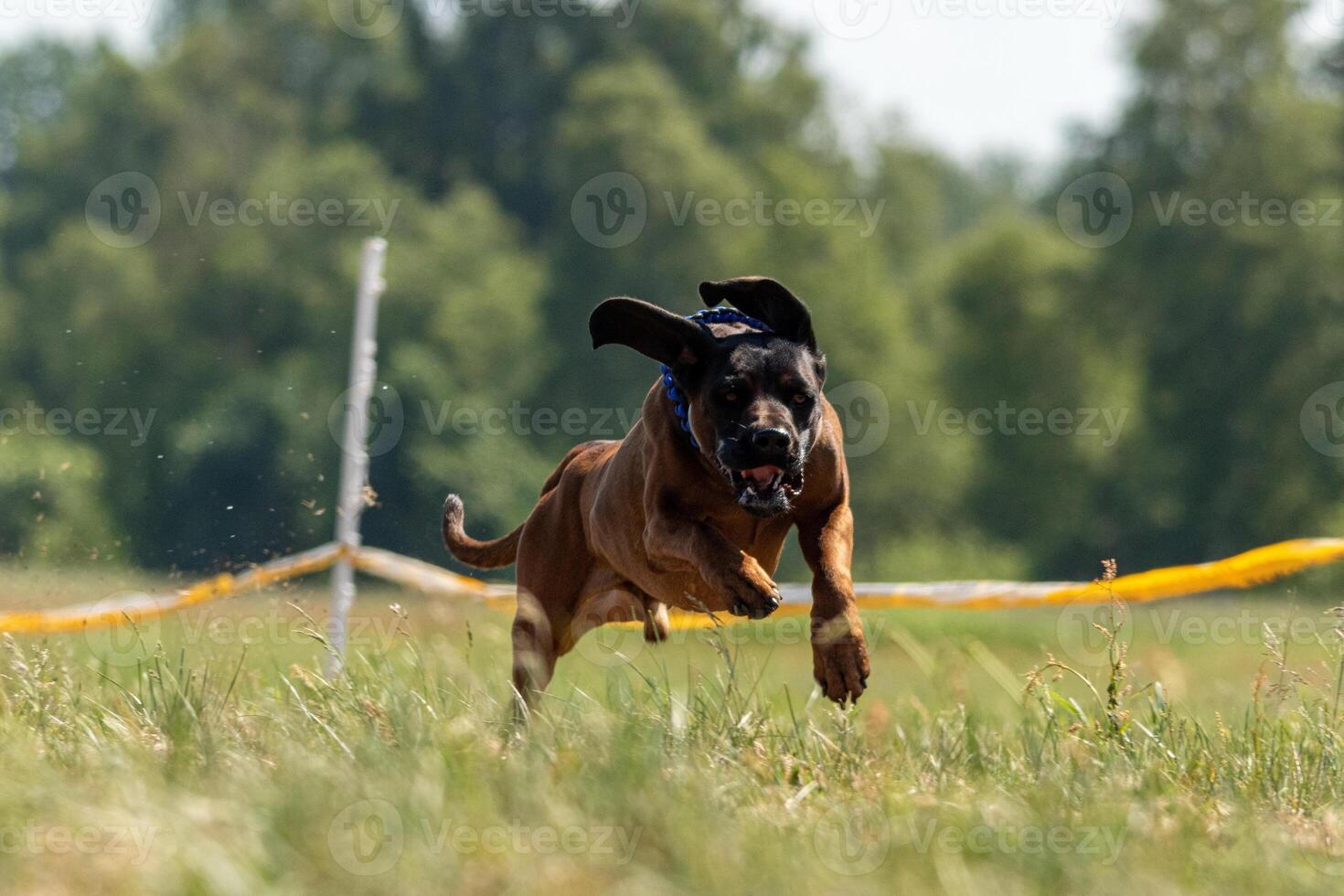 Cane Corso running across the field photo