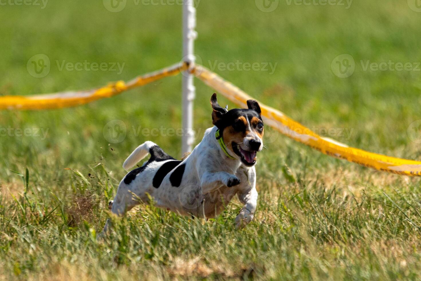 jack russell terrier running lure coursing competition on field photo