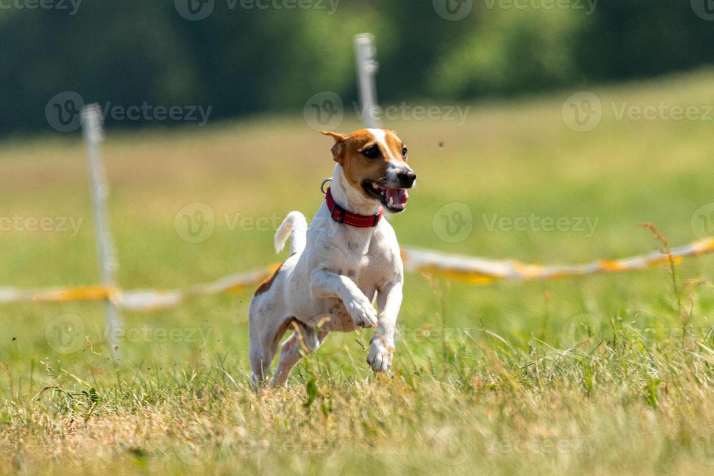 jack russell terrier running lure coursing competition on field photo
