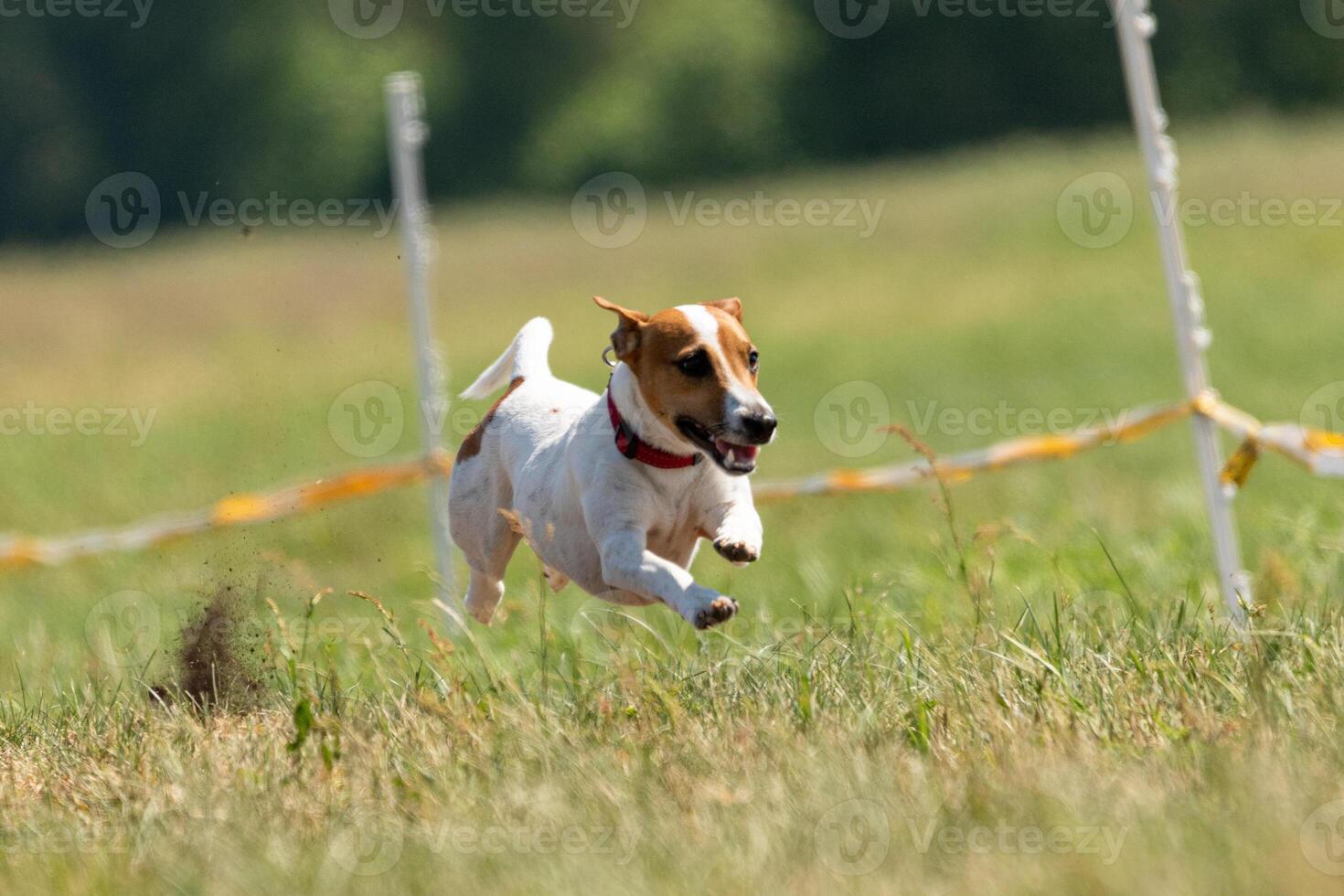 jack russell terrier running lure coursing competition on field photo