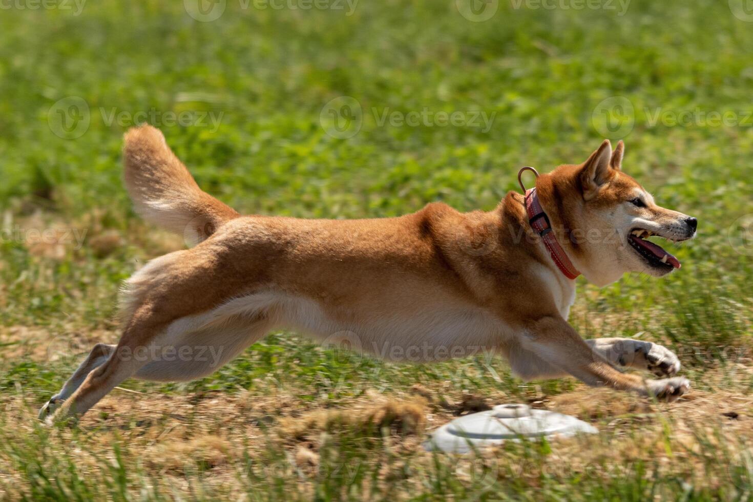 shiba inu running lure coursing competition on field photo