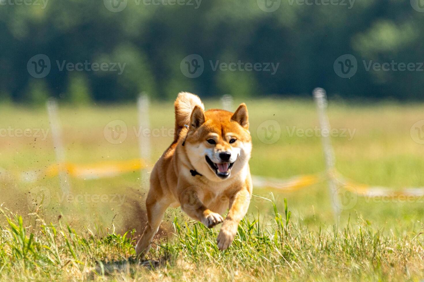 shiba inu running lure coursing competition on field photo