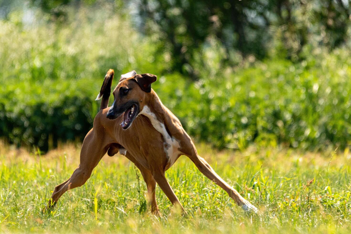 azawakh running lure coursing competition on field photo