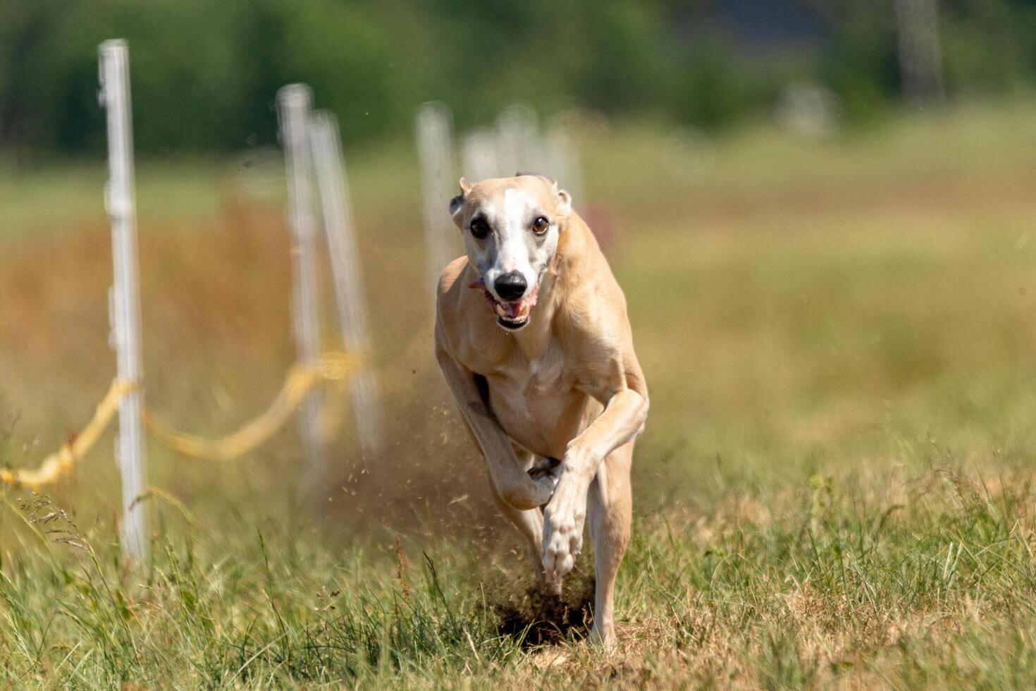 Whippet sprinter running on field chasing lure photo