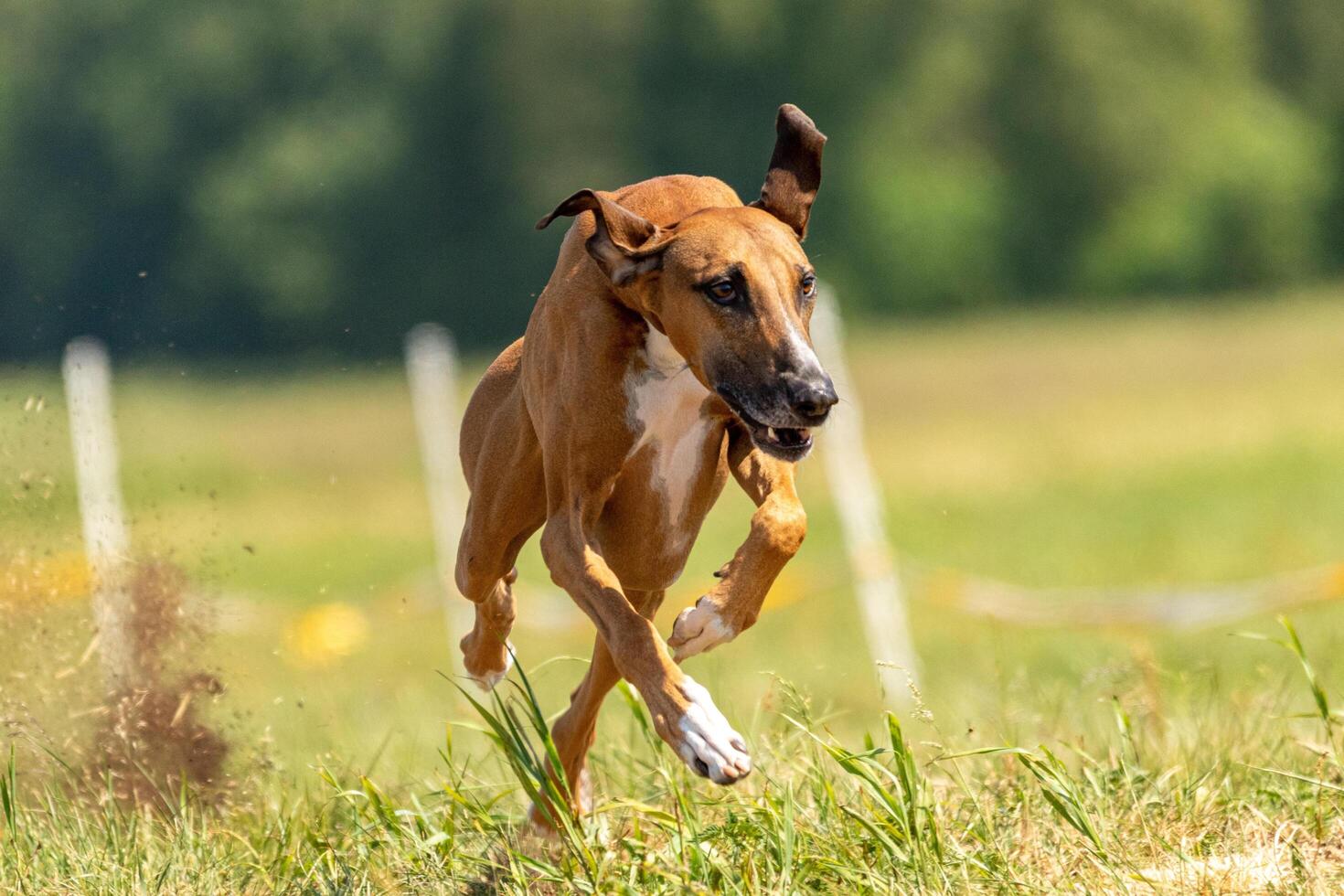 azawakh running lure coursing competition on field photo