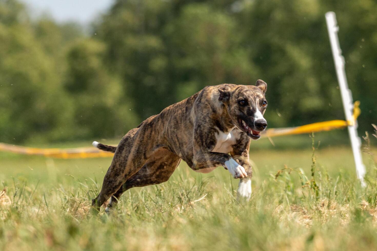 Whippet sprinter running on field chasing lure photo