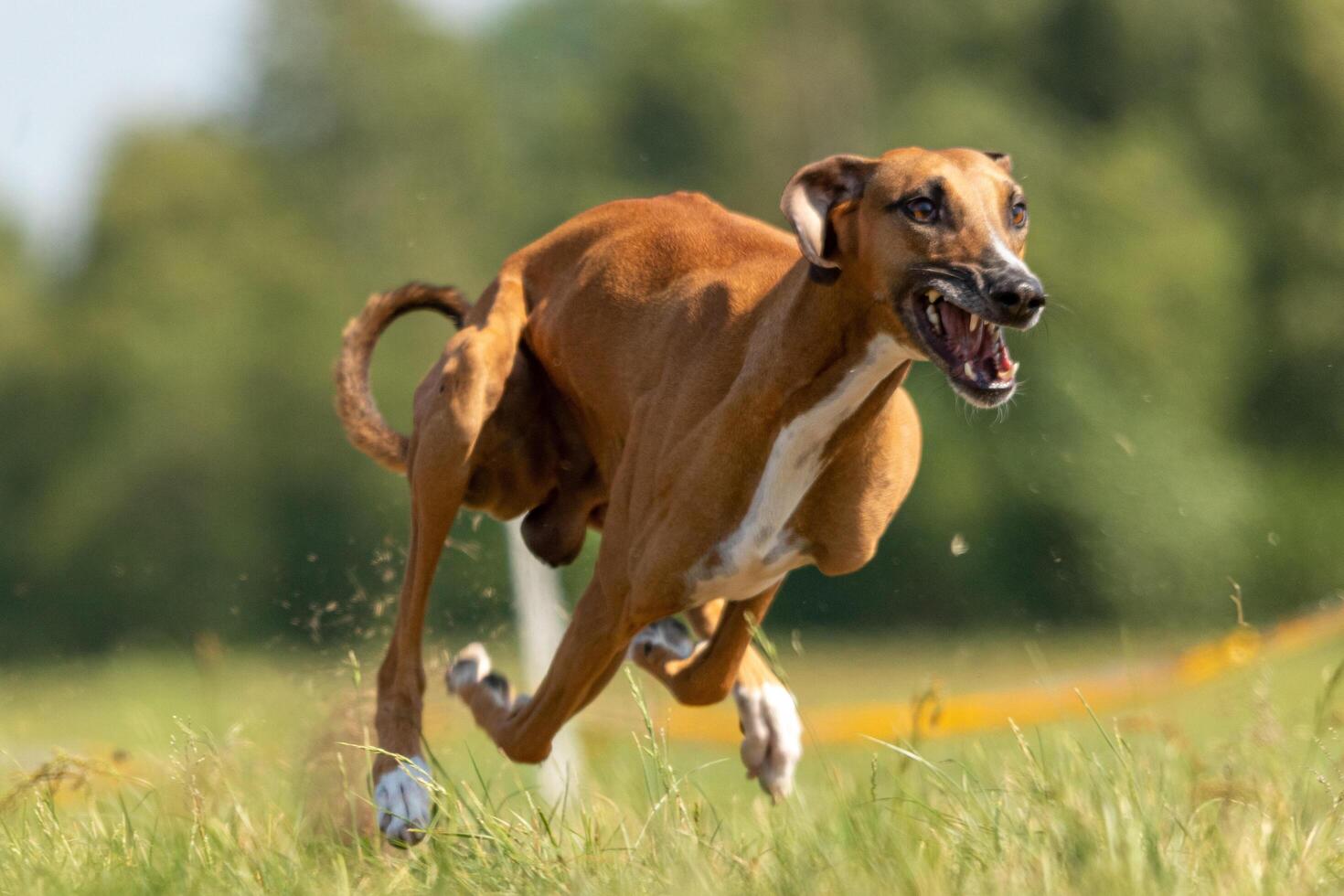 azawakh running lure coursing competition on field photo