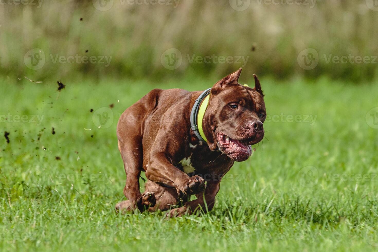 American Pit Bull running in the field on coursing competition photo