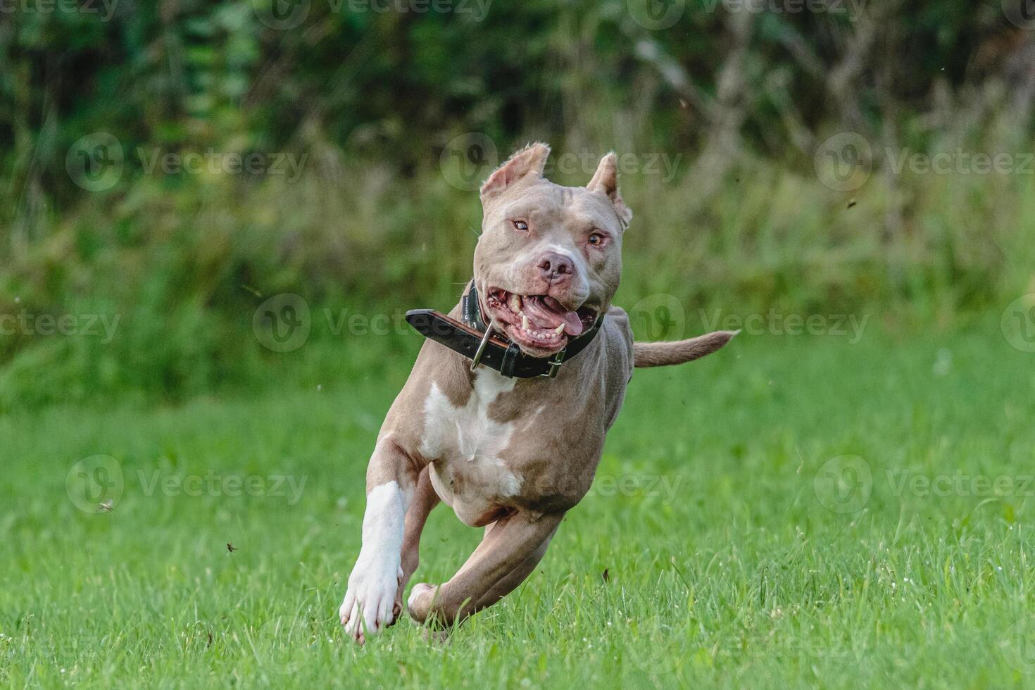 American Pit Bull running in the field photo