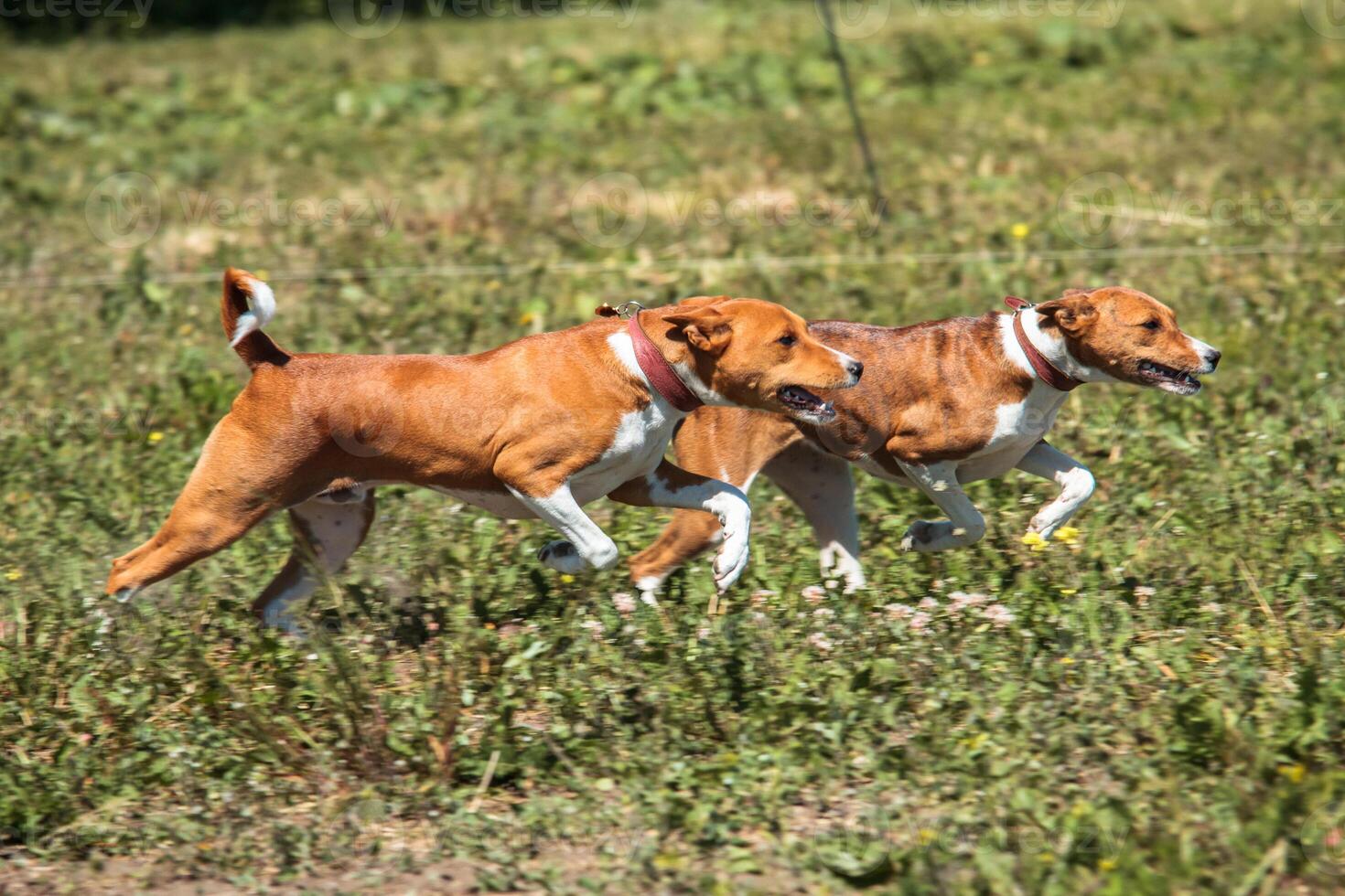 Basenjis running qualification for lure coursing championship photo