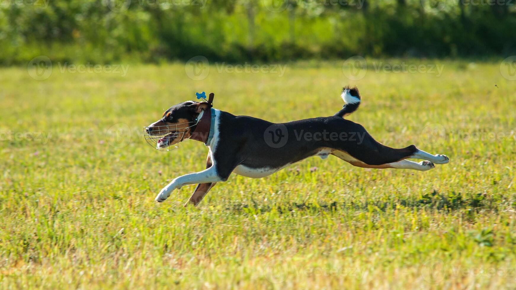 basenji lifted off the ground during the dog race competition photo