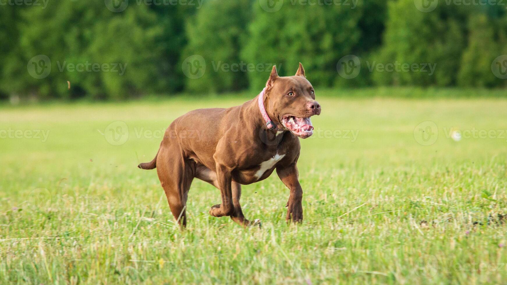 Pit Bull running full speed at lure coursing sport photo