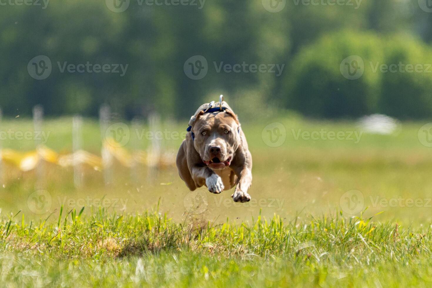 Pit Bull Terrier running and chasing the lure photo