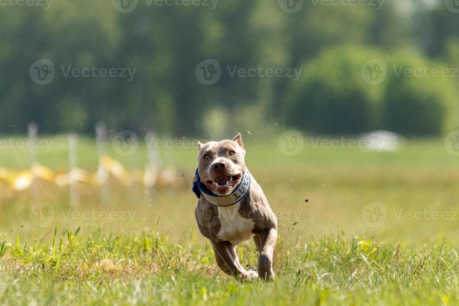 Pit Bull Terrier running and chasing the lure photo