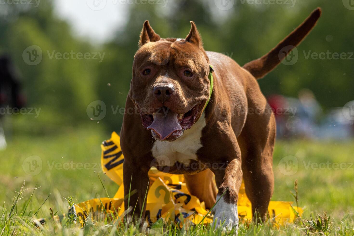 Pit Bull Terrier running and chasing the lure photo