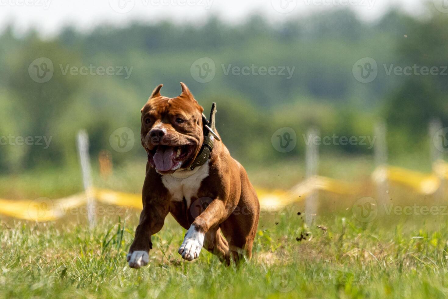 Pit Bull Terrier running and chasing the lure photo