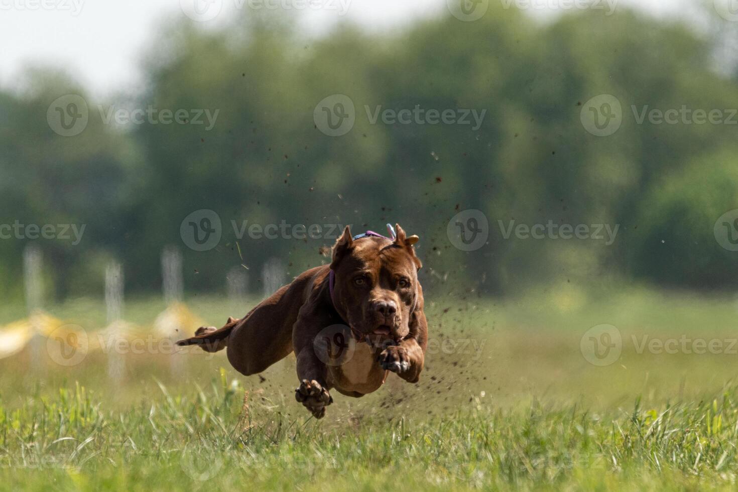 Pit Bull Terrier running and chasing the lure photo
