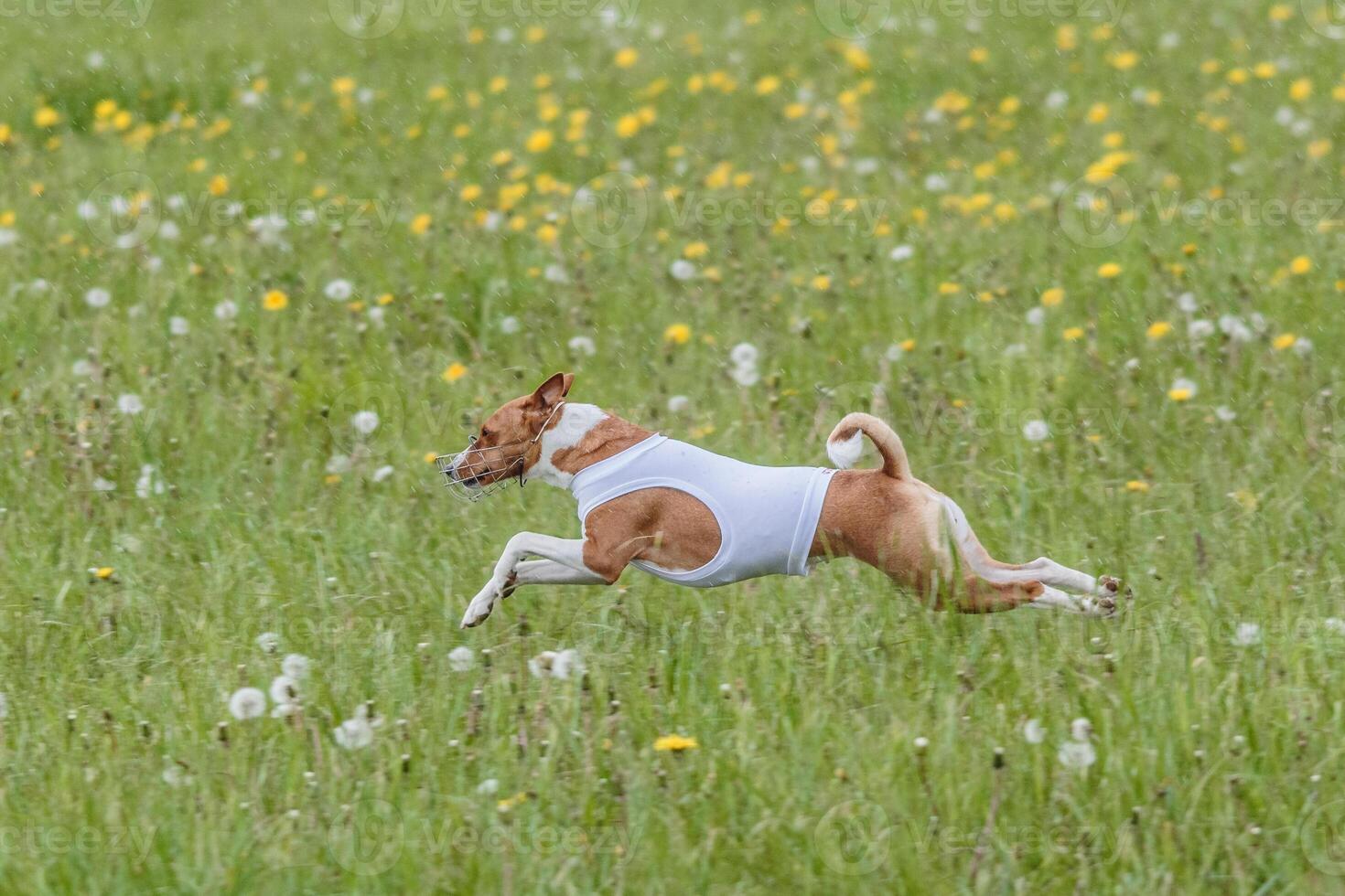 Basenji running in green field on lure coursing competition photo