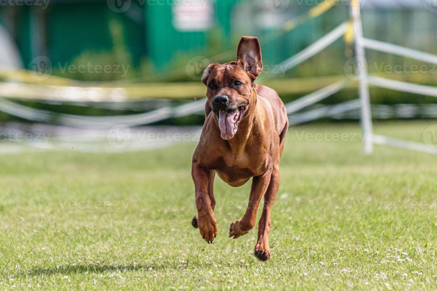 Dog running in the field on lure coursing competition photo