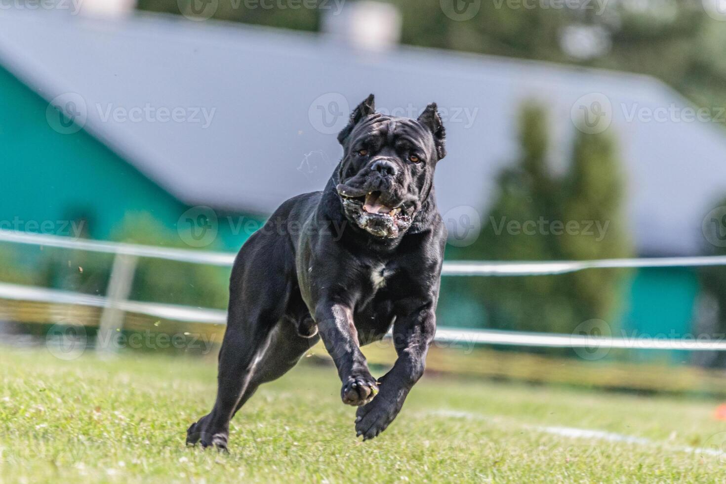 Cane Corso running in the field on lure coursing competition photo