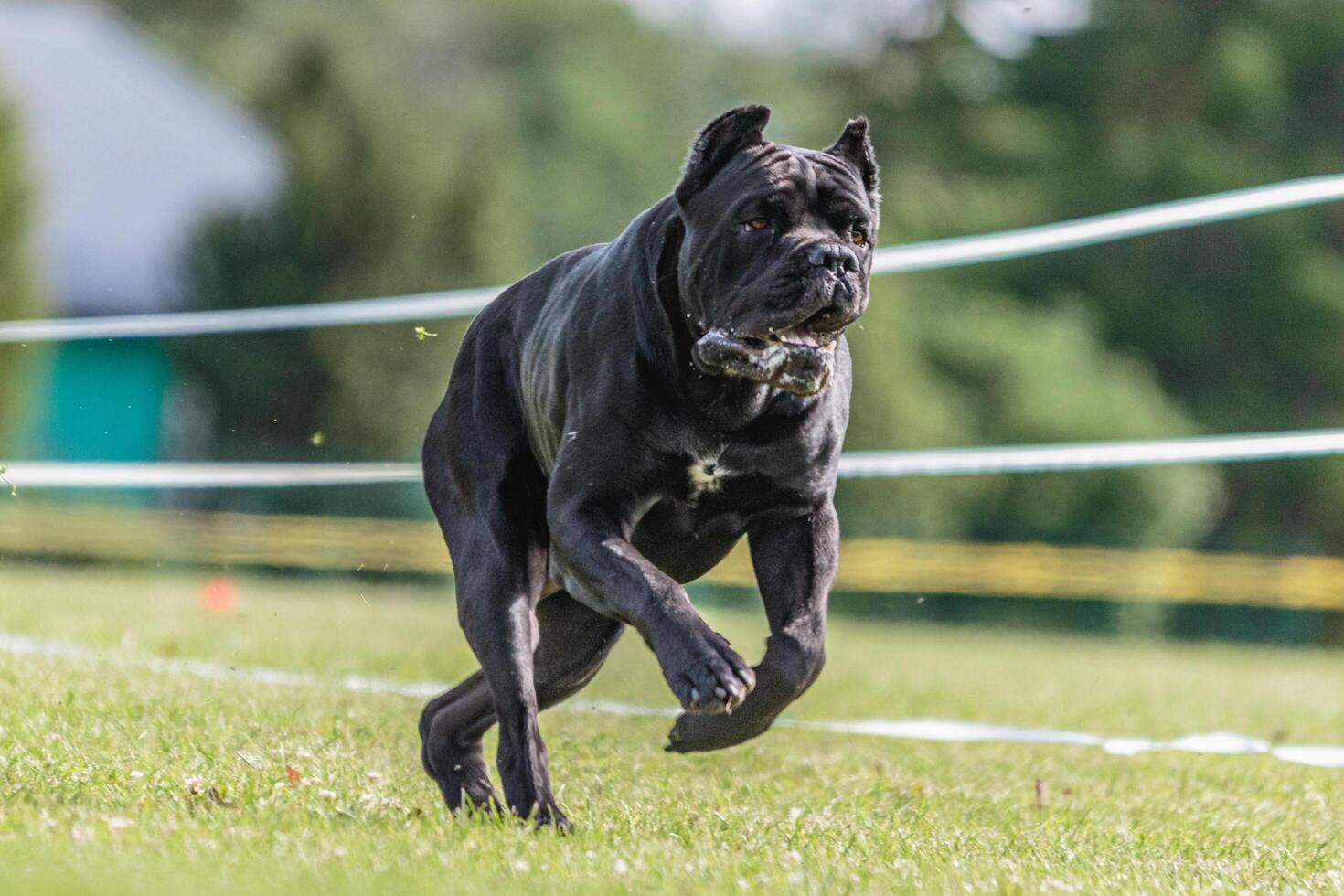 Cane Corso running in the field on lure coursing competition photo