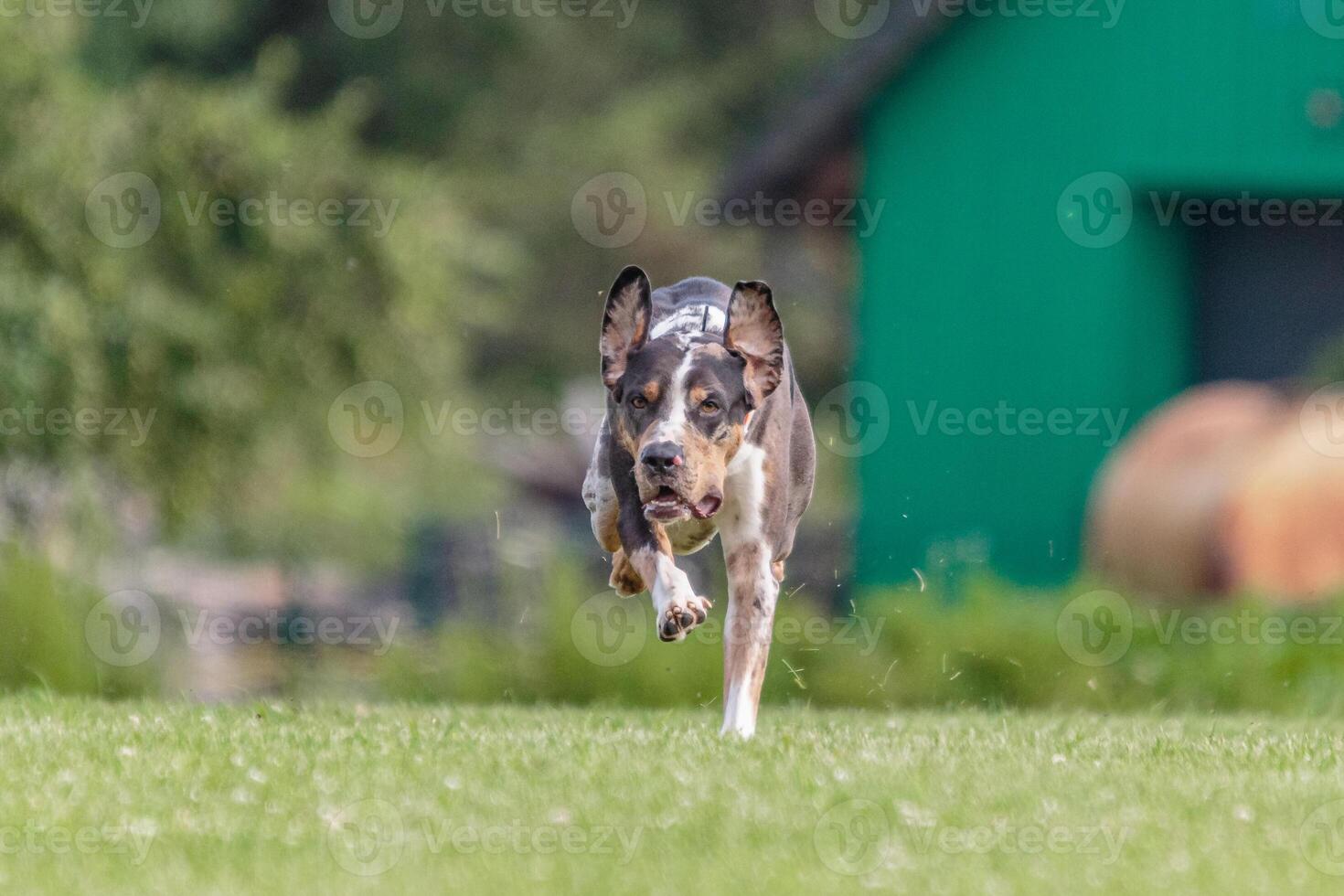 Catahoula dog running in the field on lure coursing competition photo