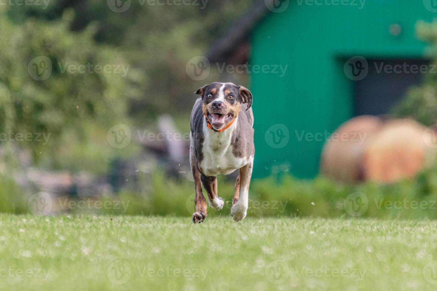 Catahoula dog running in the field on lure coursing competition photo