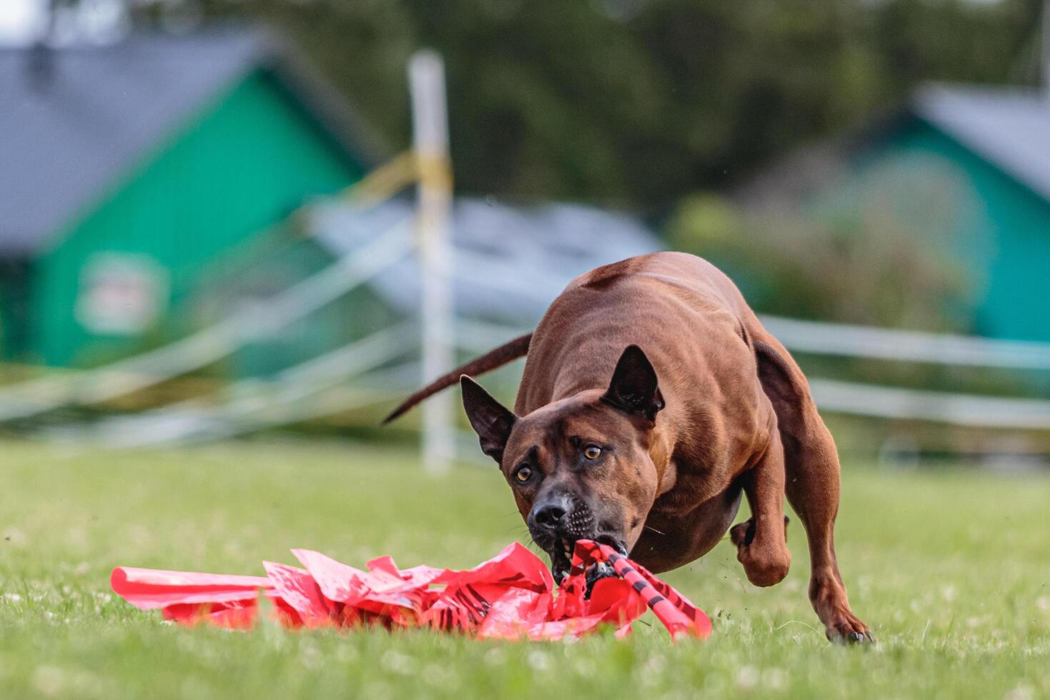 Thai Ridgeback running in the field on lure coursing competition photo