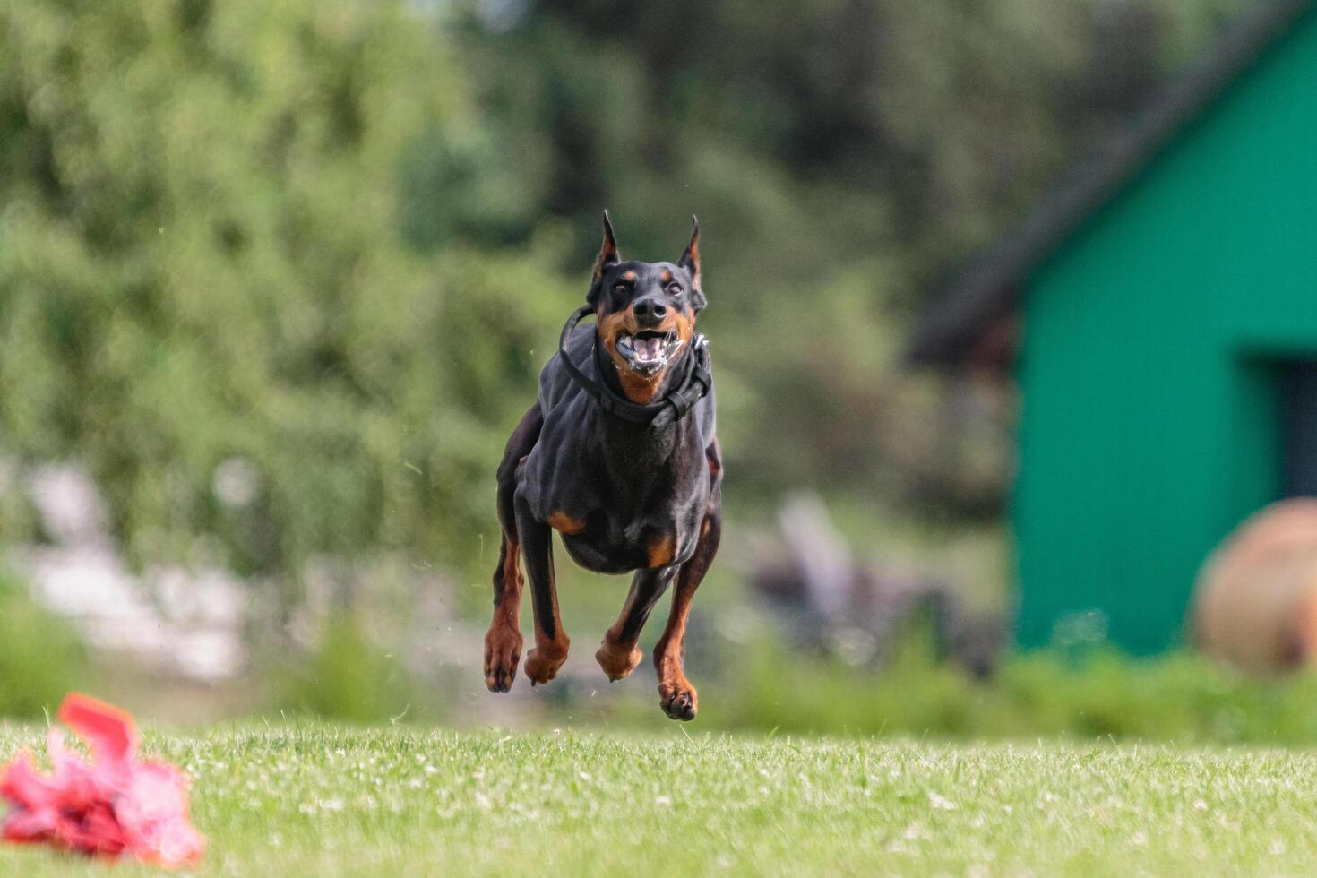 Dobermann running in the field on lure coursing competition photo