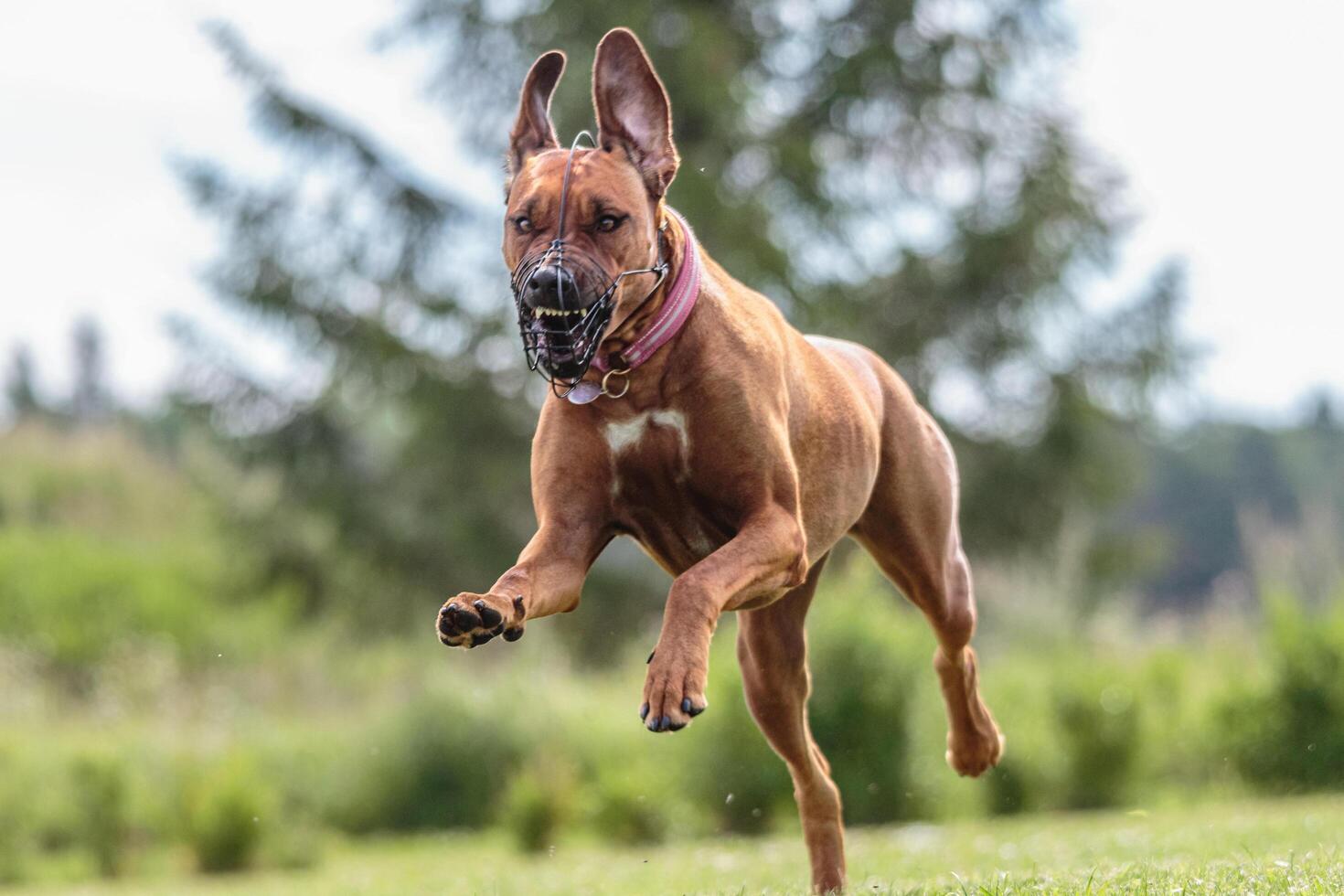Dog running in the field on lure coursing competition photo
