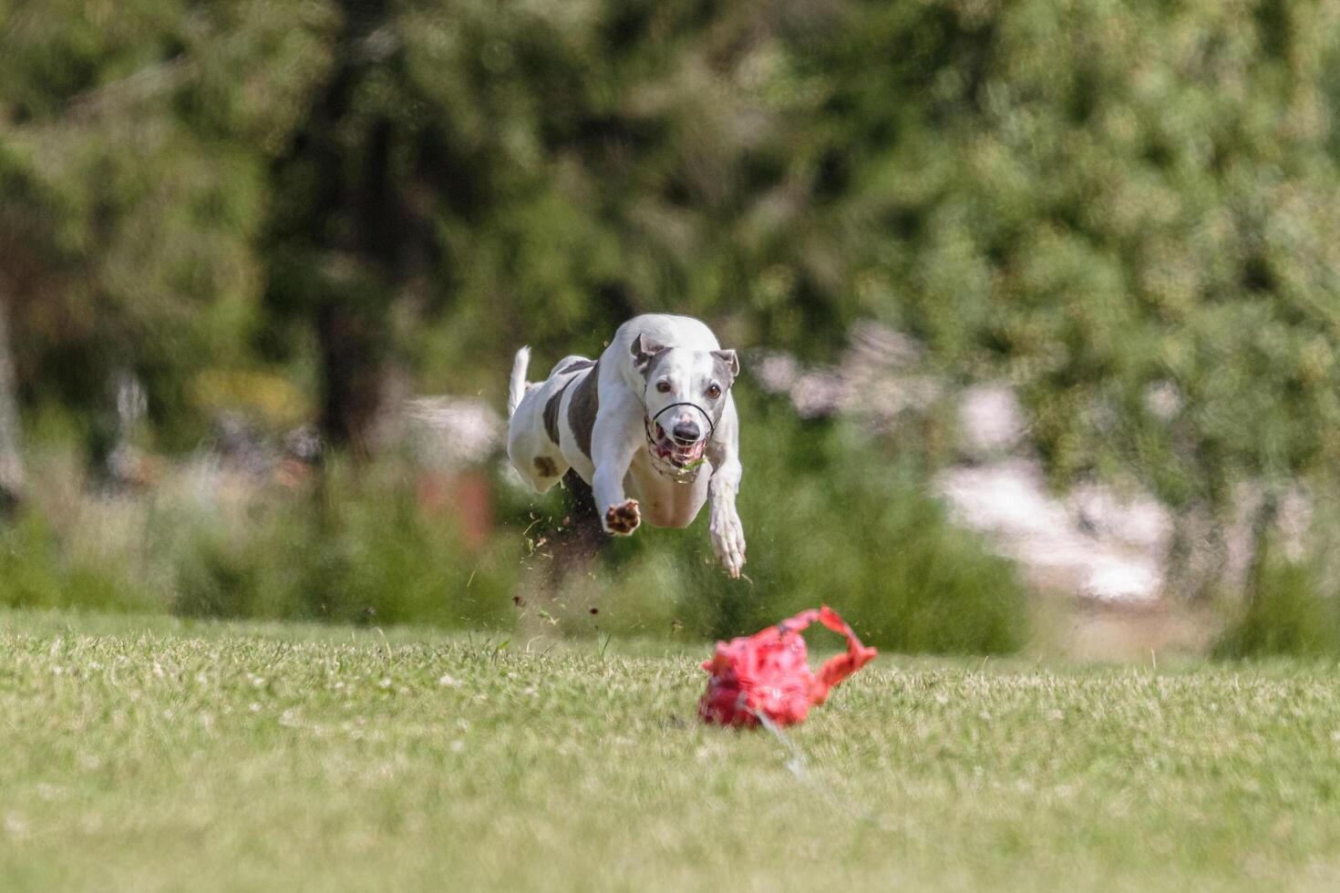 Whippet running in the field on lure coursing competition photo