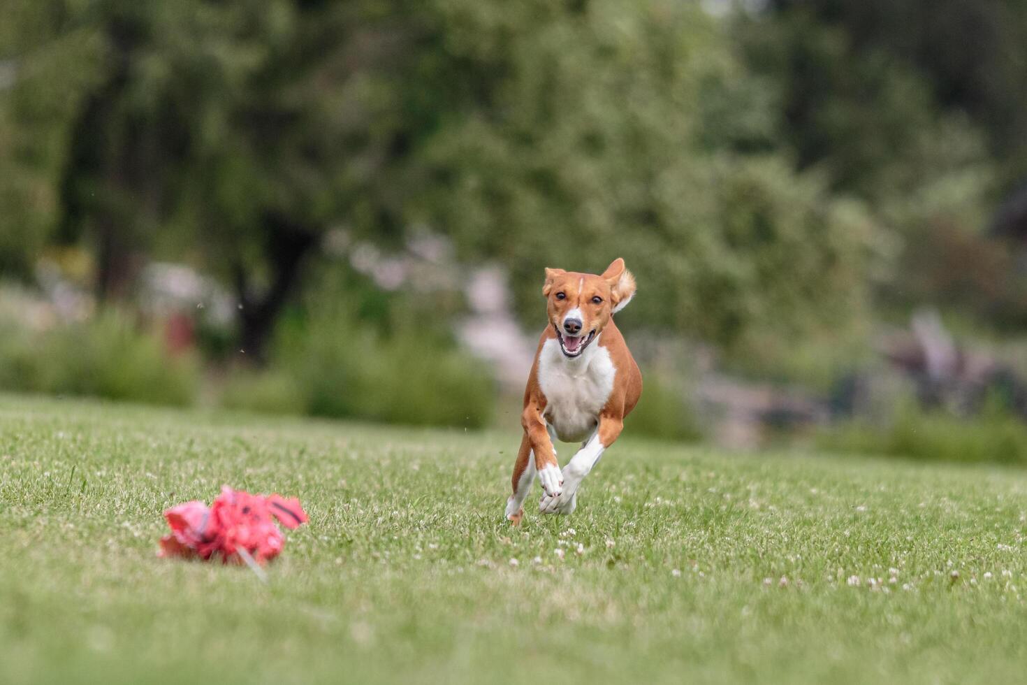 Basenji running in the field on lure coursing competition photo