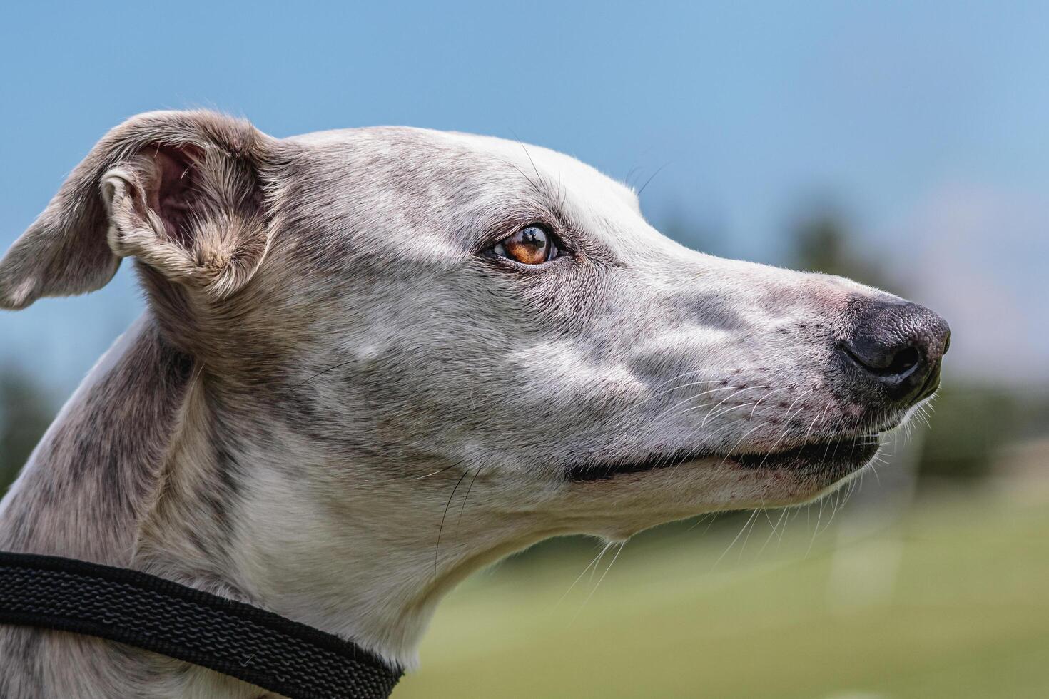 Whippet dog watching with deep brown eyes photo