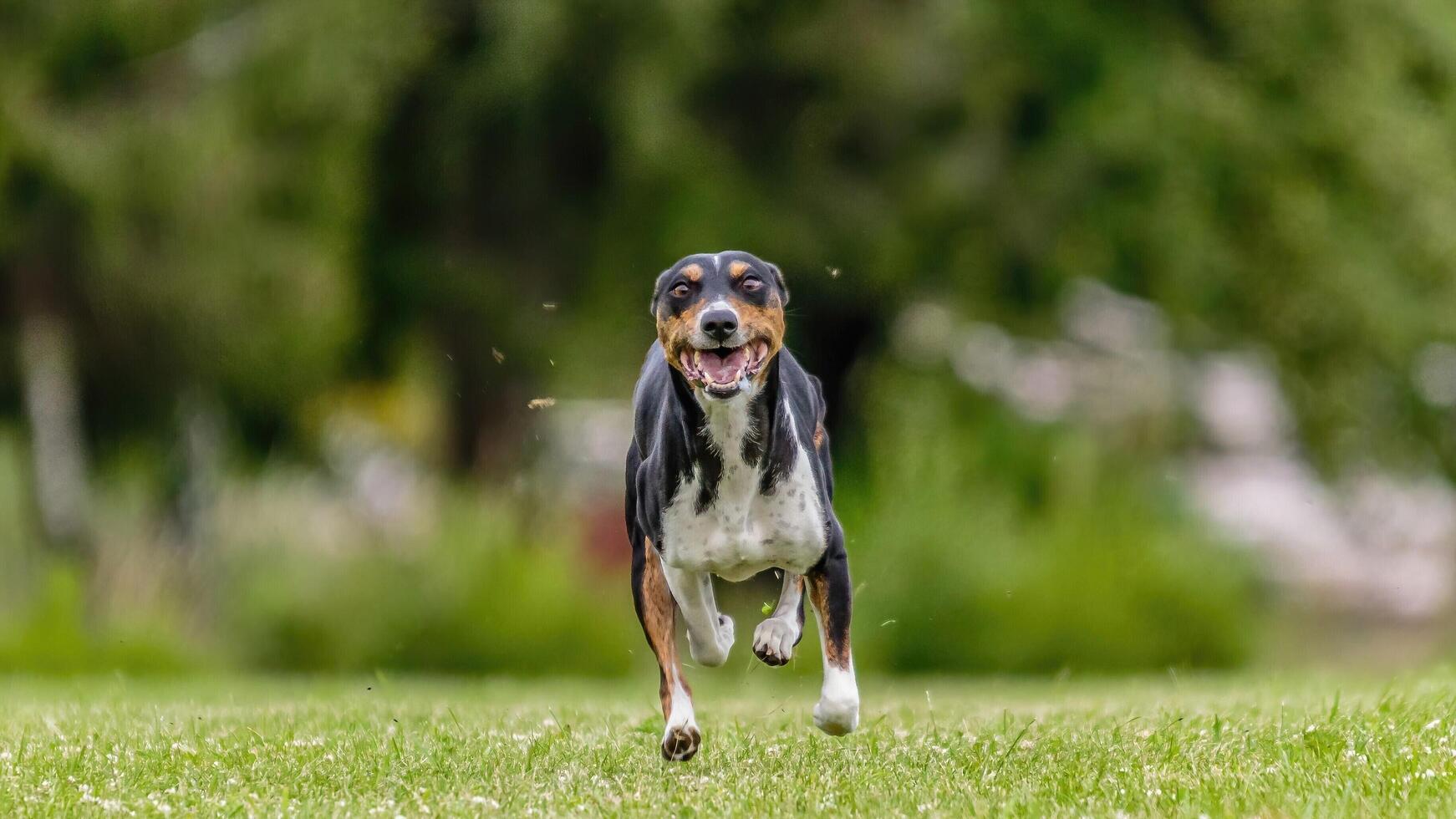 Basenji running in the field on lure coursing competition photo