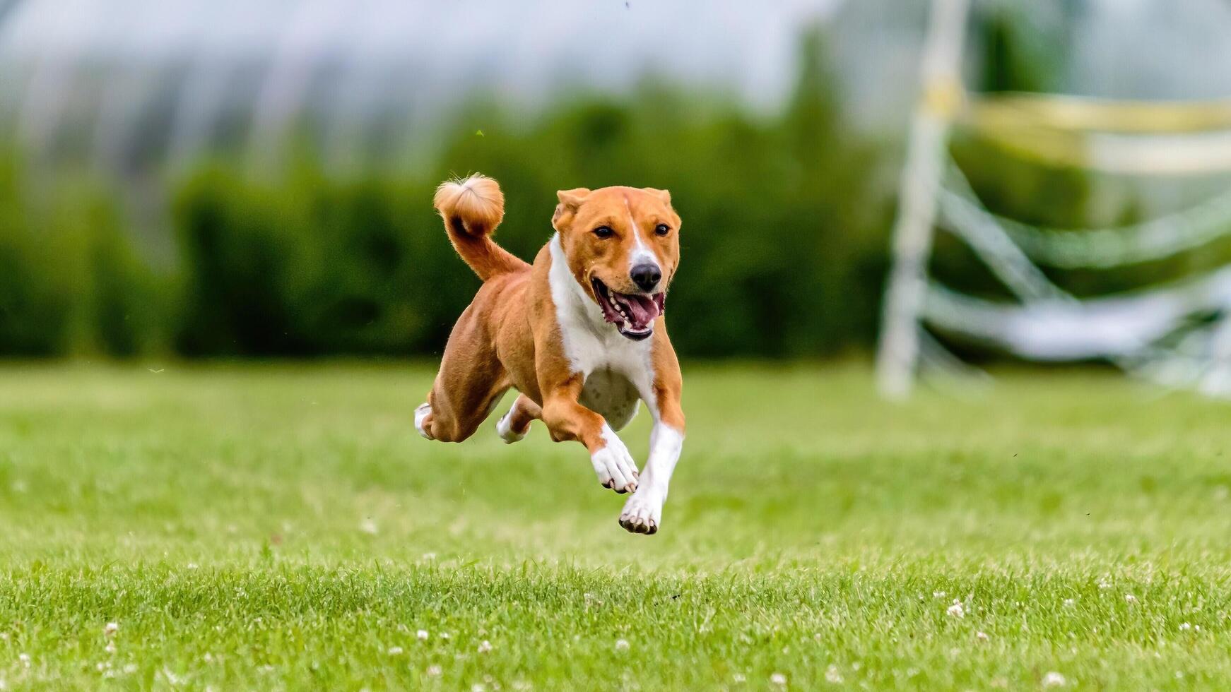 Basenji running in the field on lure coursing competition photo