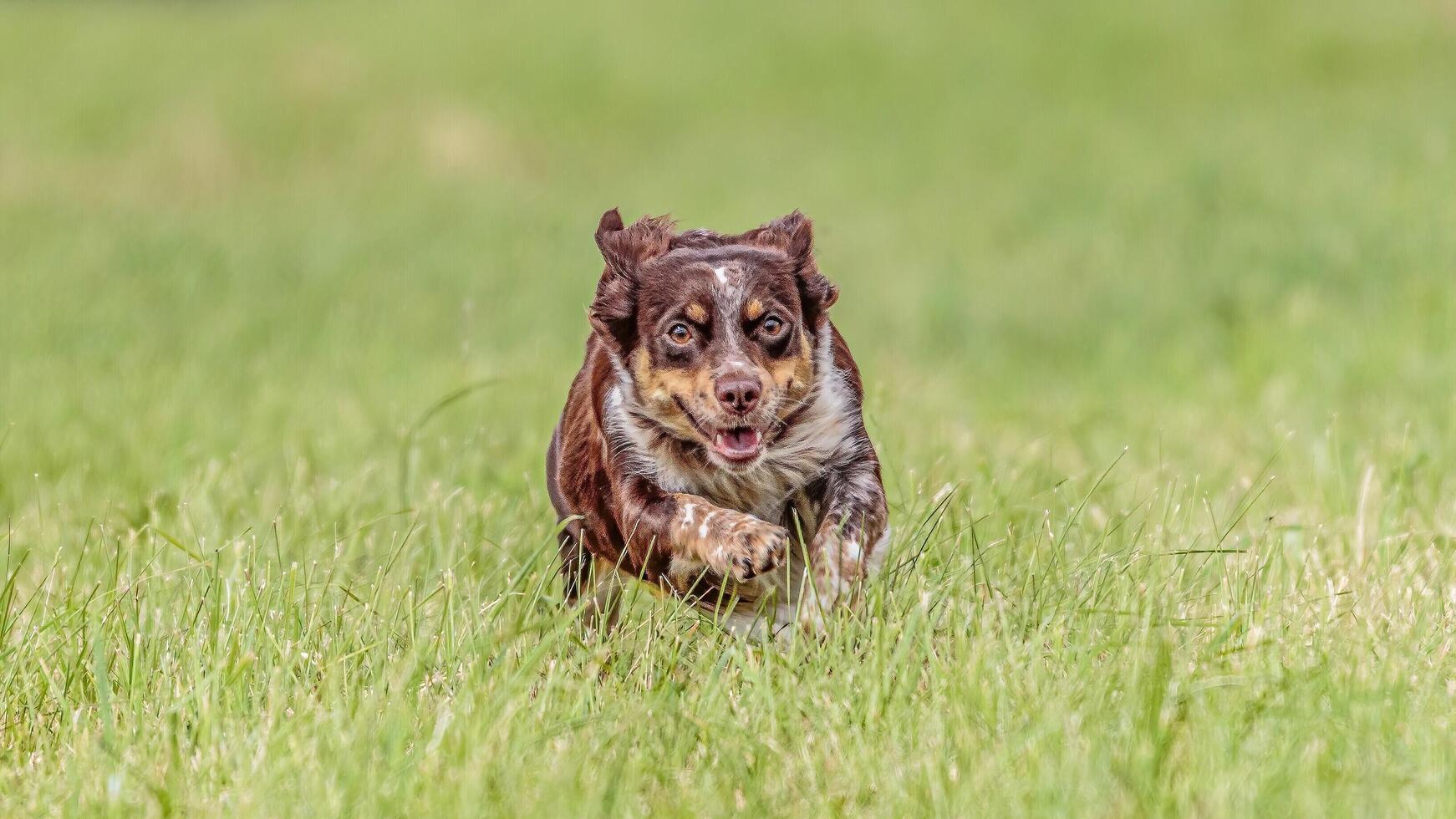 Dog running in the field on lure coursing competition photo