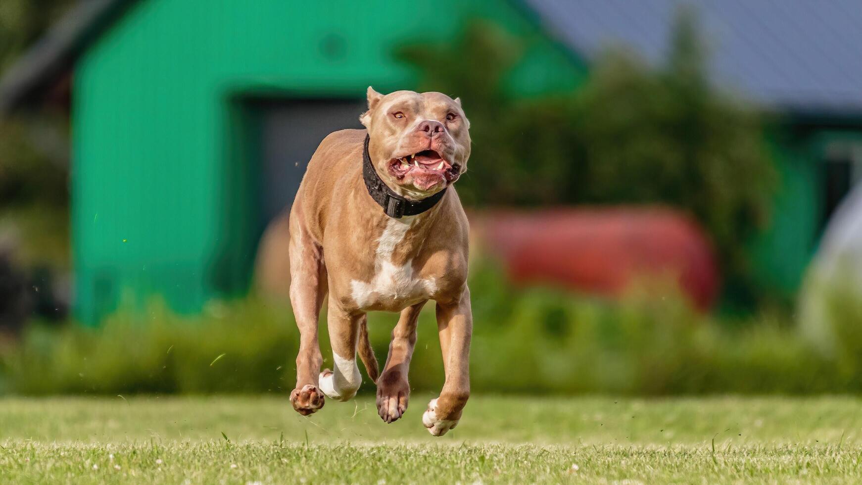 American Pit Bull running in the field on lure coursing competition photo