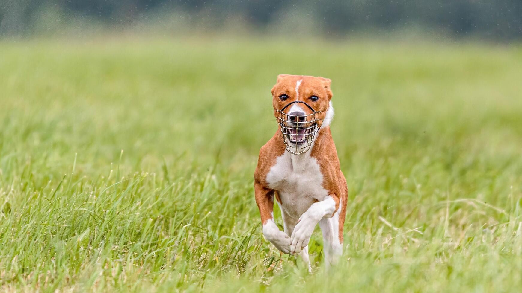 Basenji running in the field on lure coursing competition photo