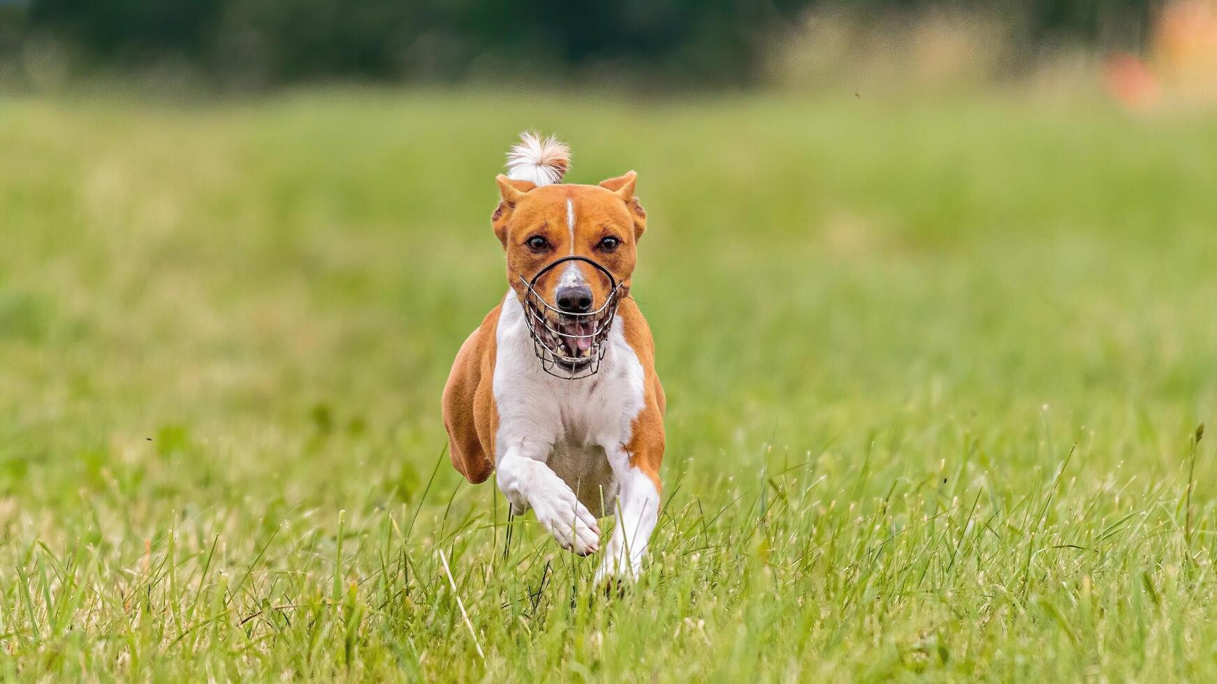 Flying basenji in the field on lure coursing competition photo