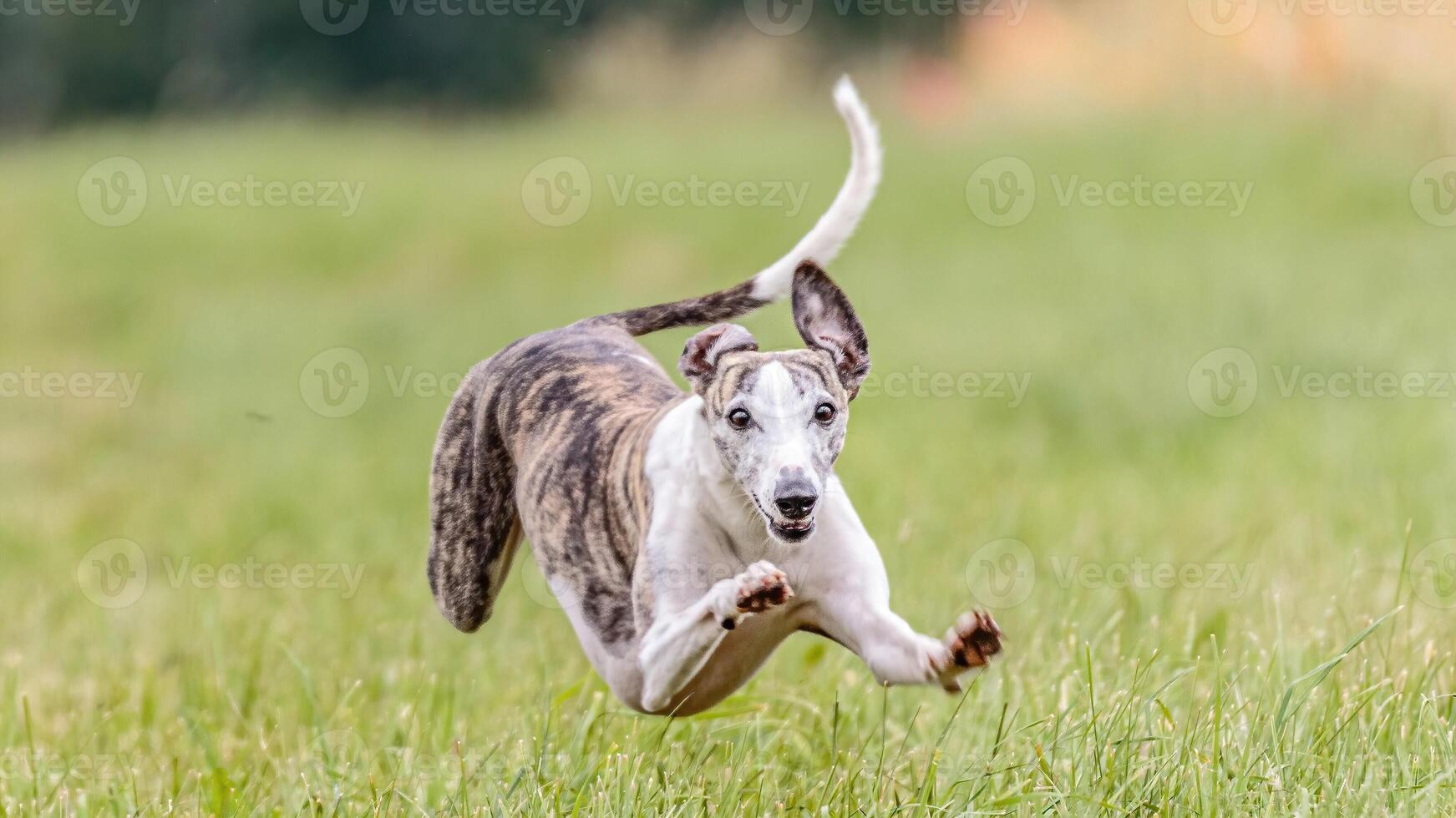 Flying whippet in the field on lure coursing competition photo